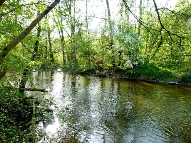 Auwald an der Schussen