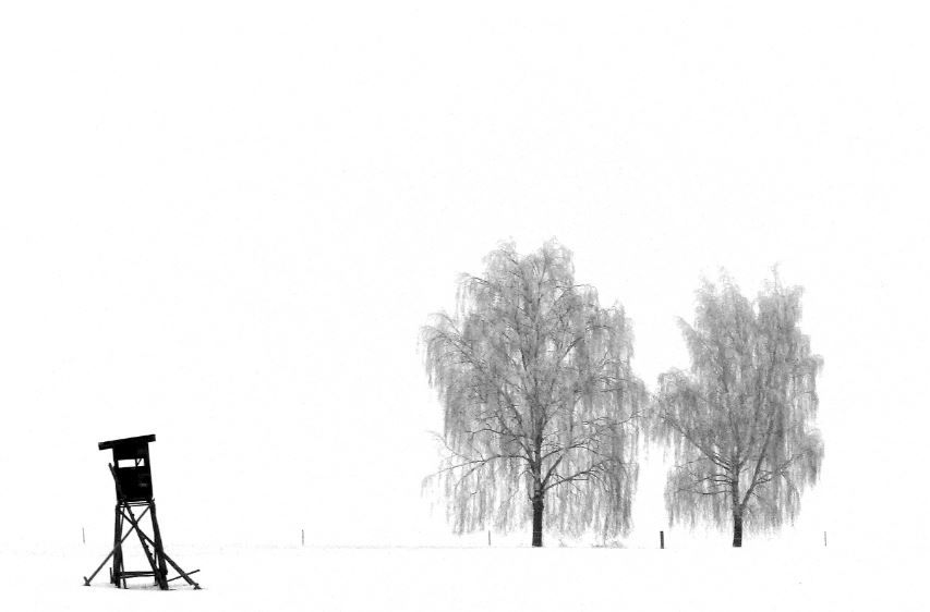 Birken im Schnee