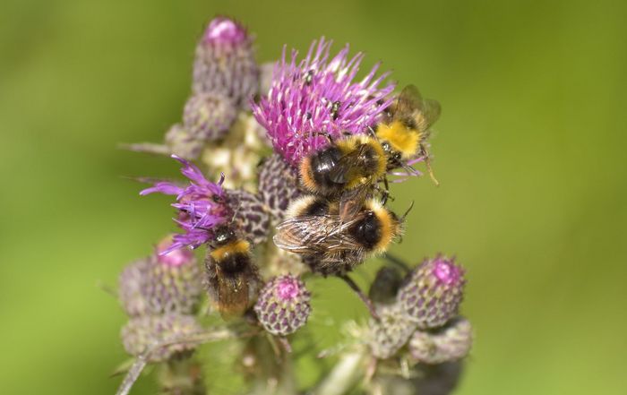 Mehrere Wildbienen sitzen auf den Blüten einer Distel