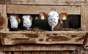 1000 Kühe Stall Beschwerde