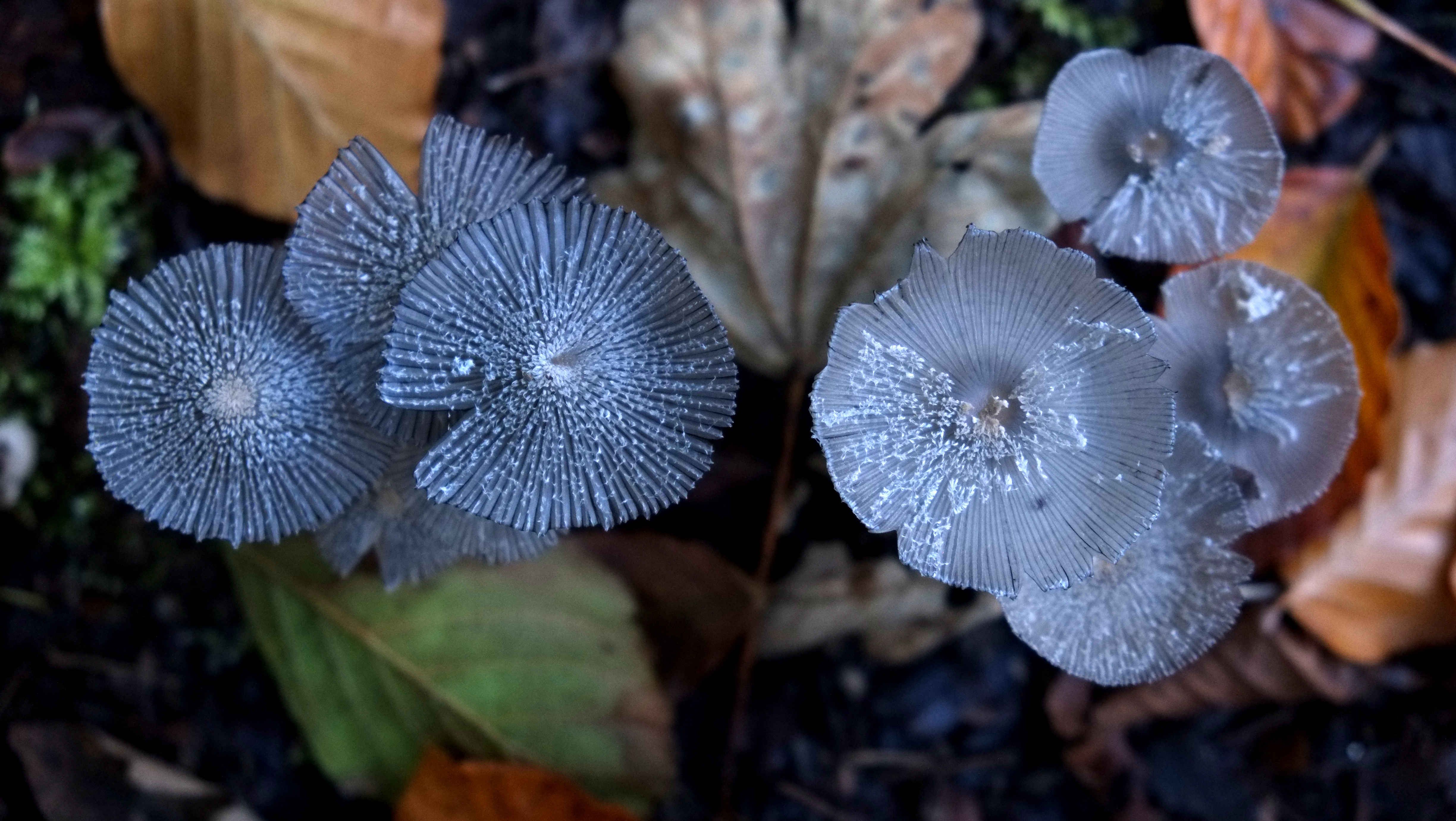 Pilze im Herbst