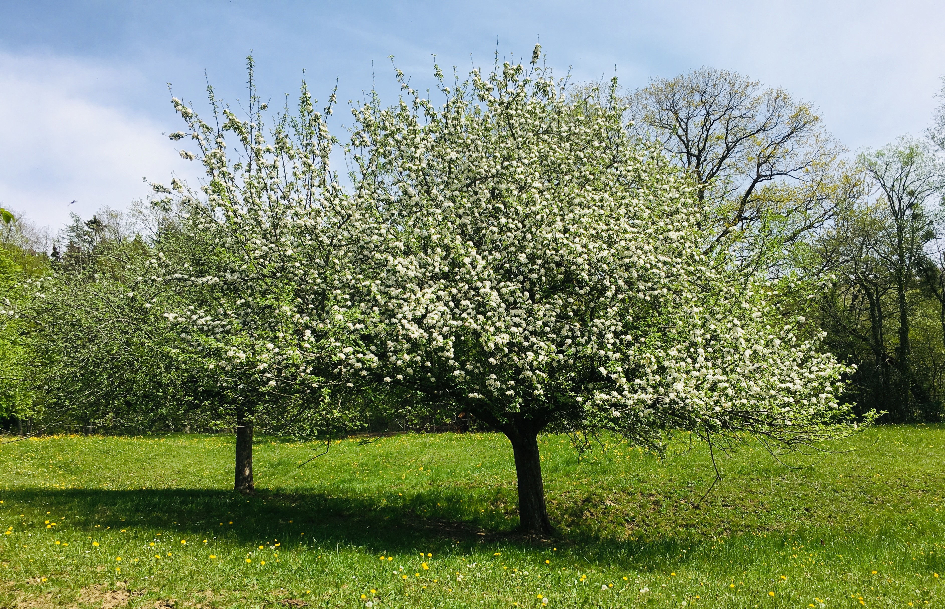 Obstbaum in Markdorf in voller Blüte