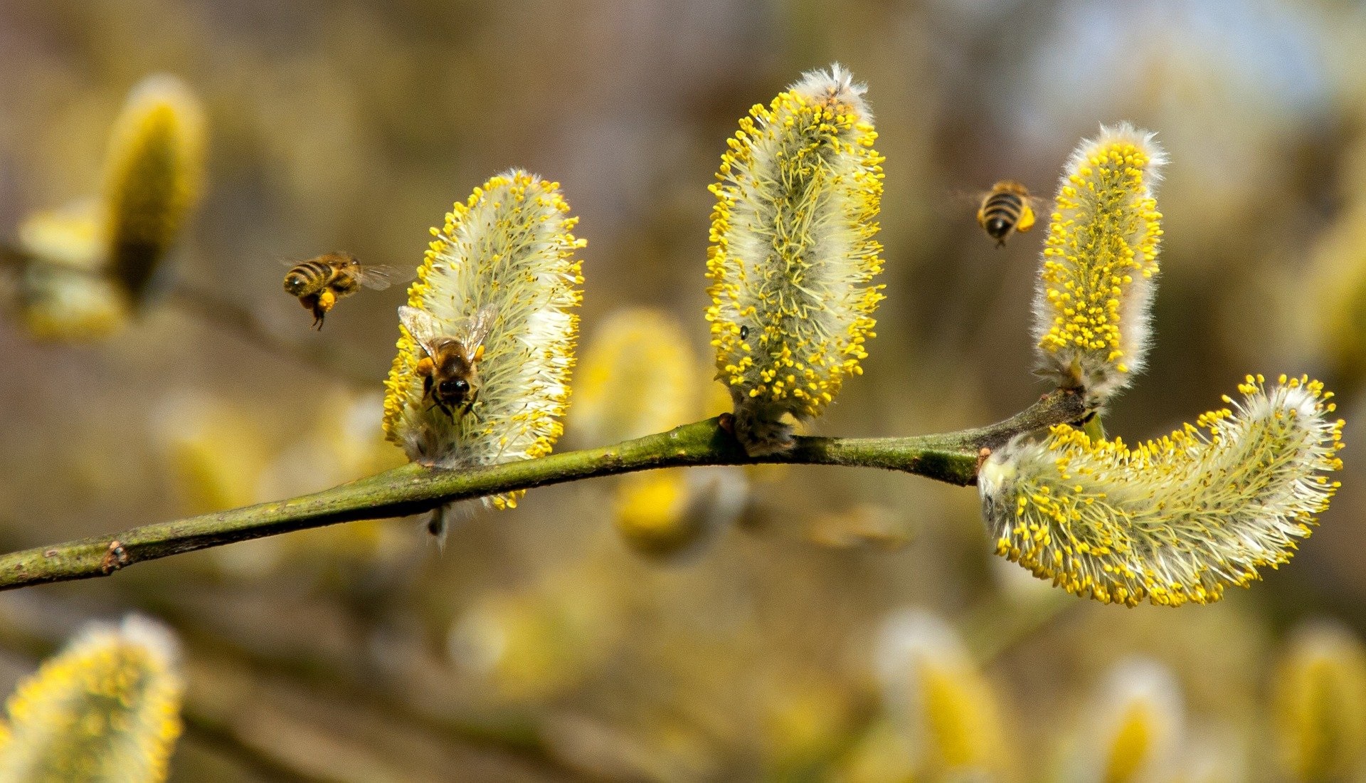 Bienen an Weidenkätzchen