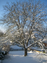 Walnussbaum in Winterlandschaft